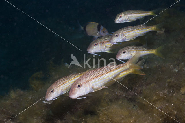 Red Mullet (Mullus surmuletus)