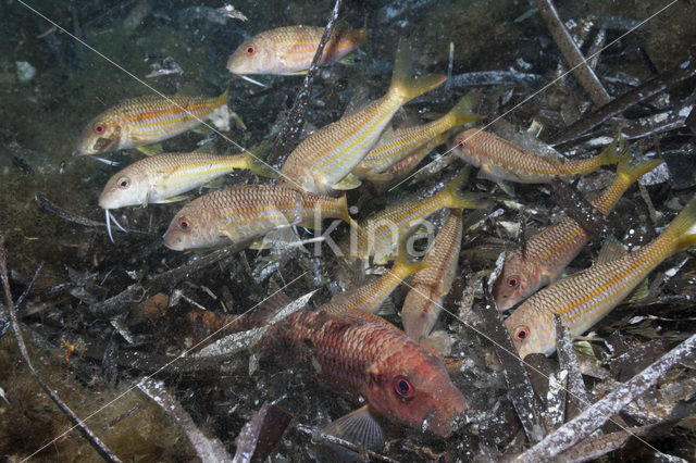 Red Mullet (Mullus surmuletus)