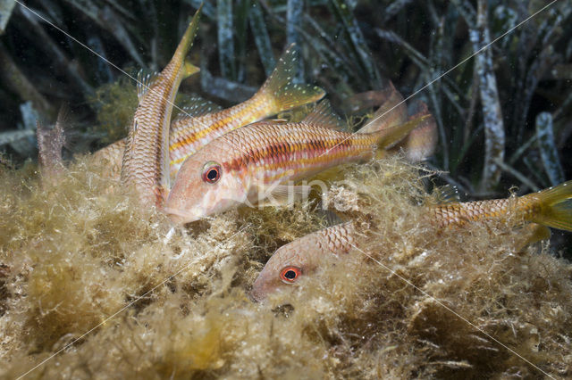 Red Mullet (Mullus surmuletus)