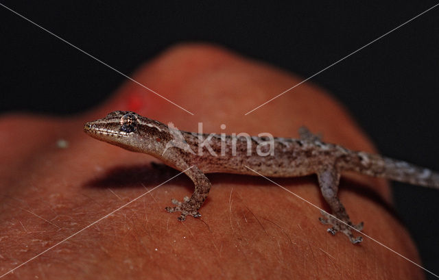 wall gecko