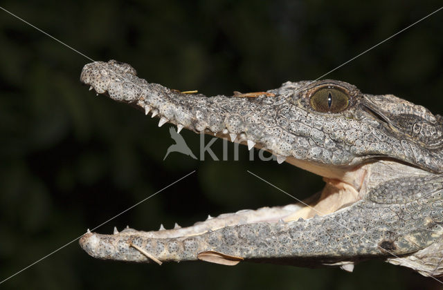 Nijlkrokodil (Crocodylus niloticus)