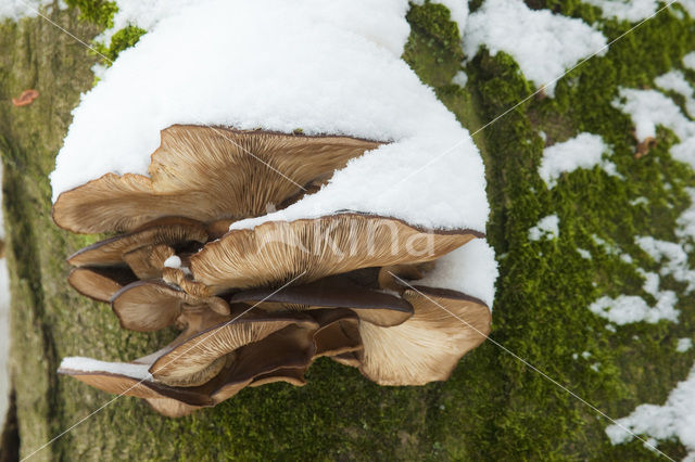 Oesterzwam (Pleurotus spec)