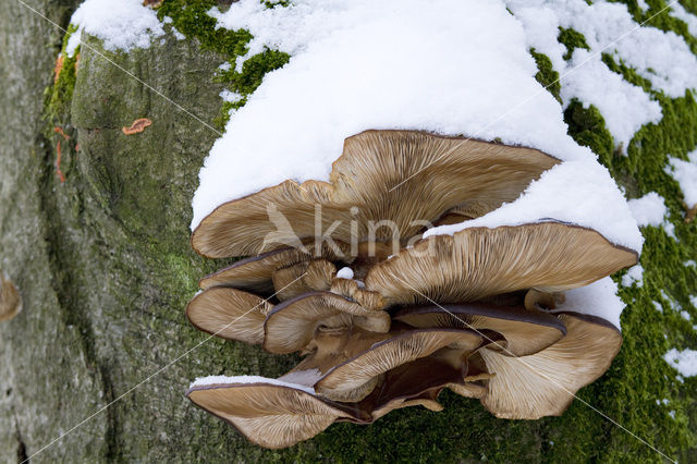 Oyster Mushroom (Pleurotus spec)