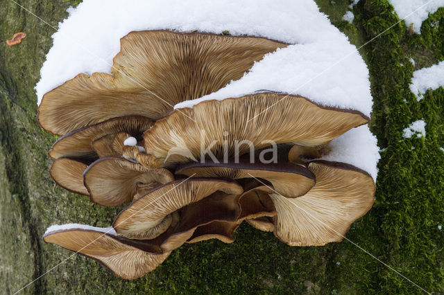 Oyster Mushroom (Pleurotus spec)