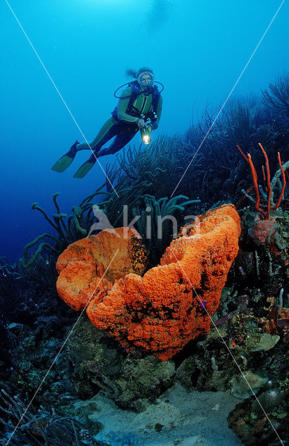 Oranje spons (Agelas clathrodes)