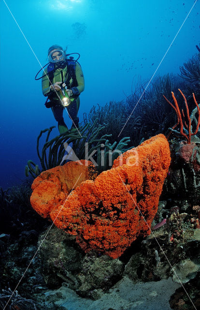 Oranje spons (Agelas clathrodes)