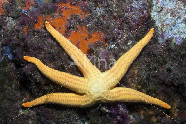 Orange starfish (Hacelia attenuata)