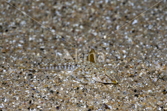 Dragonet (Callionymus lyra)