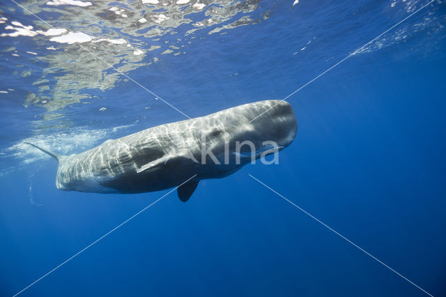 Potvis (Physeter macrocephalus)