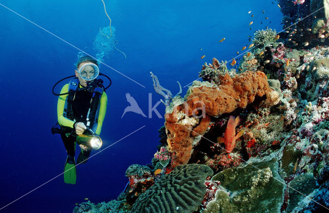 Coral hind