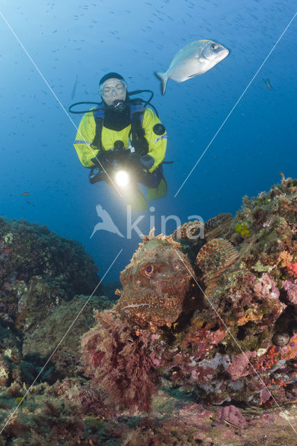 Rode schorpioenvis (Scorpaena scrofa)