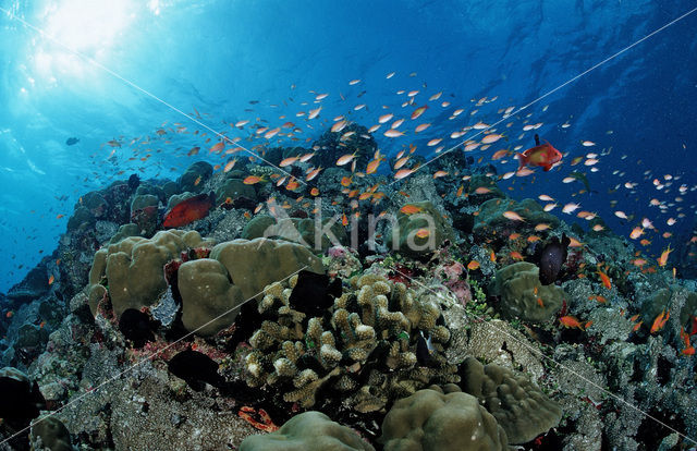 Rode vlaggebaars (Pseudanthias squamipinnis)