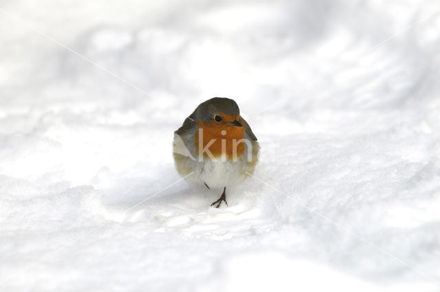 European Robin (Erithacus rubecula)