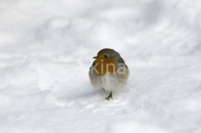 European Robin (Erithacus rubecula)