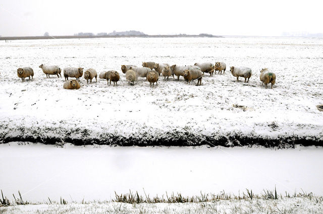 Sheep (Ovis domesticus)