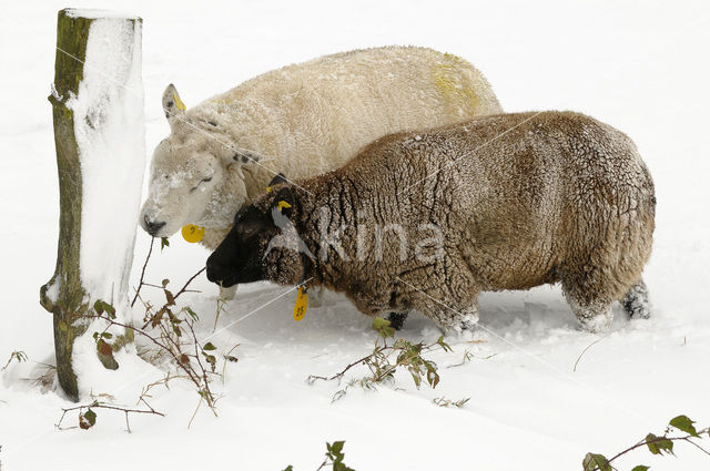 Sheep (Ovis domesticus)