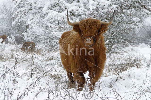 Schotse Hooglander