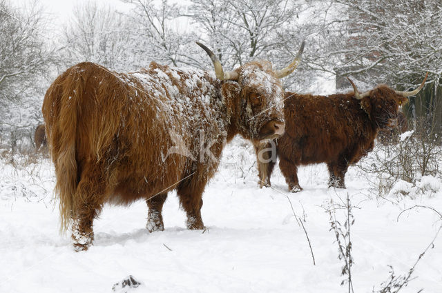 Highland Cow (Bos domesticus)