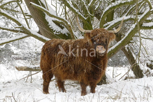 Highland Cow (Bos domesticus)