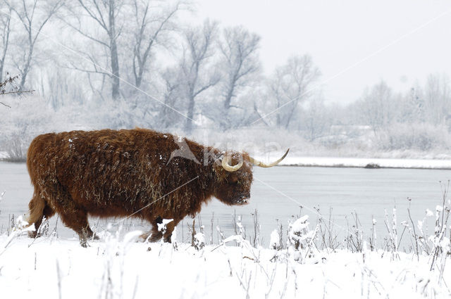 Highland Cow (Bos domesticus)