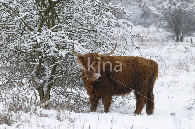 Highland Cow (Bos domesticus)