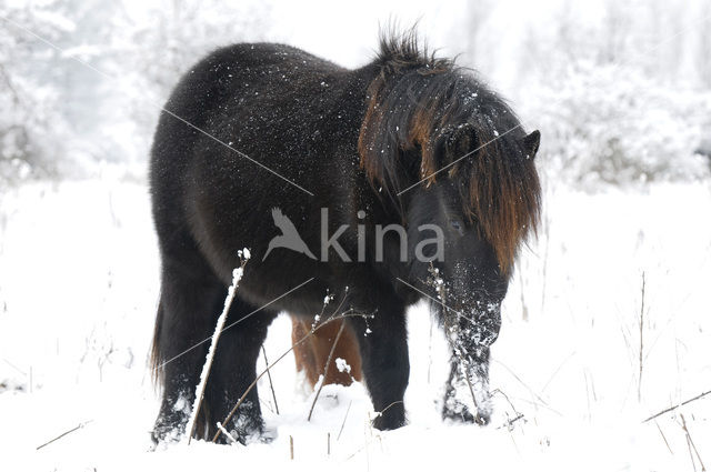 Shetland pony (Equus spp)