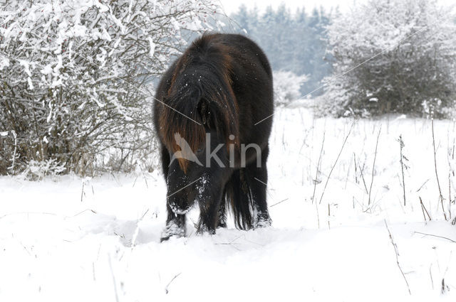 Shetland pony (Equus spp)