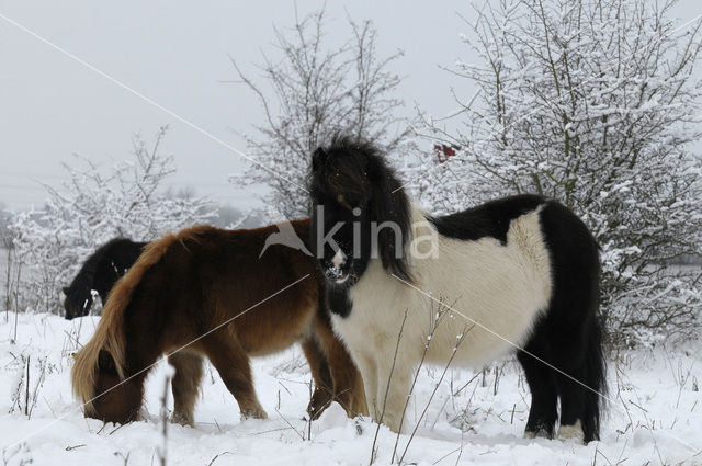 Shetland pony (Equus spp)