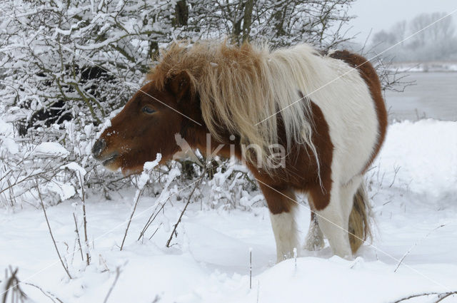 Shetland pony (Equus spp)