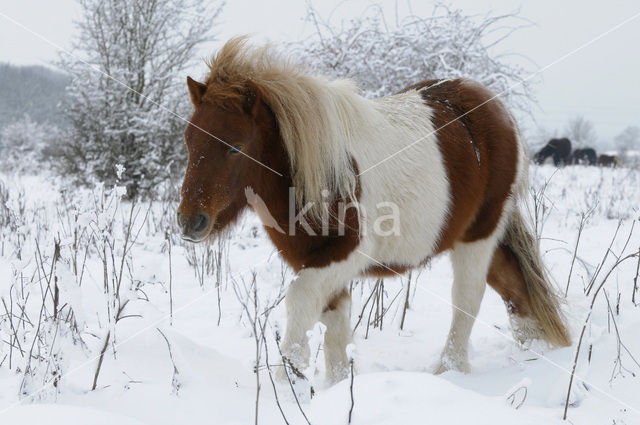 Shetland pony (Equus spp)