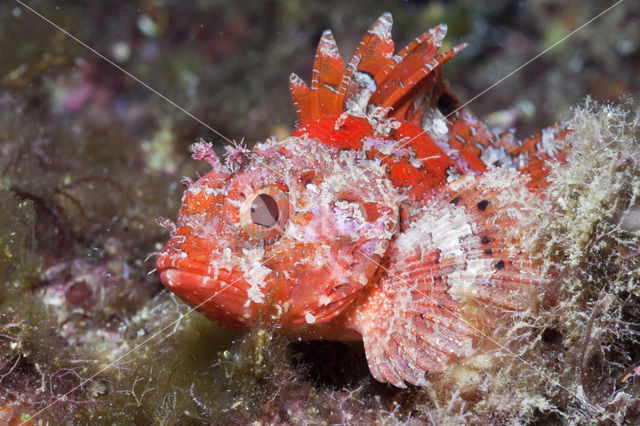 Small red scorpionfish (Scorpaena notata)
