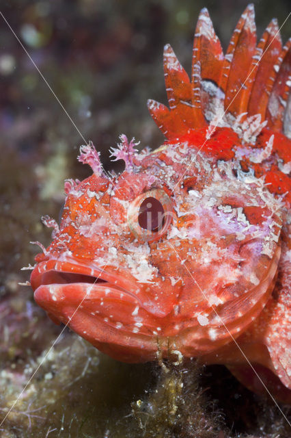 Small red scorpionfish (Scorpaena notata)