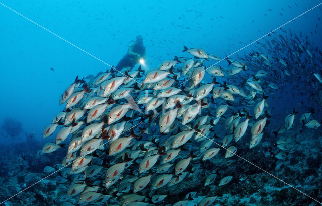 Snapper (Lutjanus gibbus)