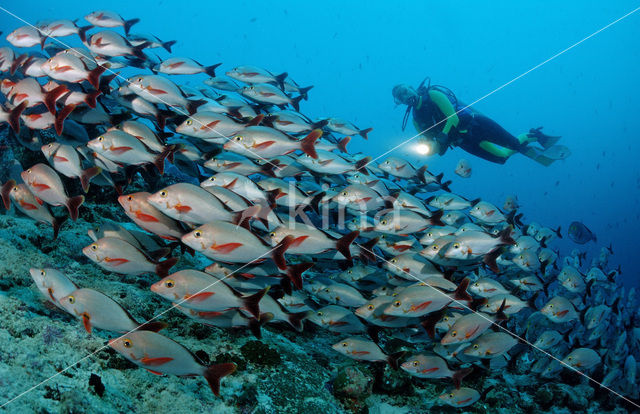 Humpback red snapper (Lutjanus gibbus)