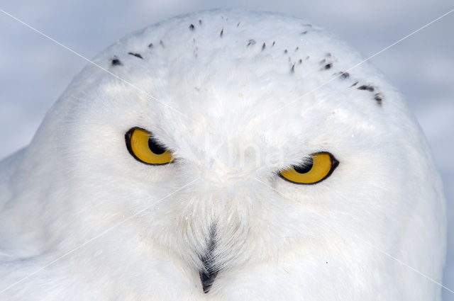 Snowy Owl (Bubo scandiacus)