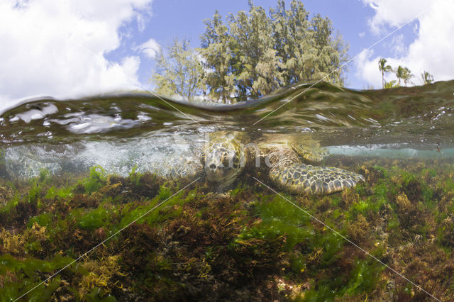 Green Turtle (Chelonia mydas)