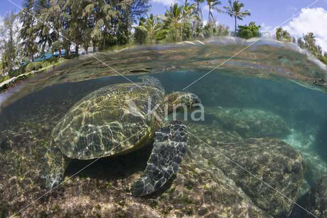 Green Turtle (Chelonia mydas)