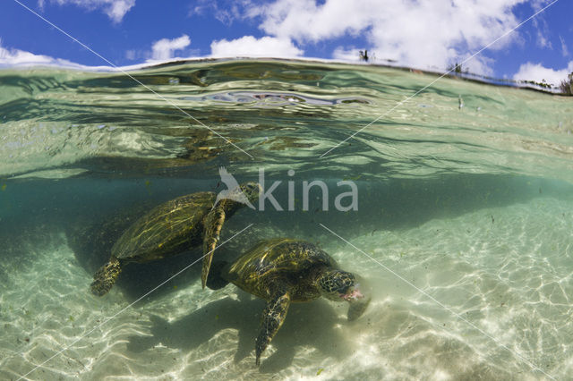 Soepschildpad (Chelonia mydas)