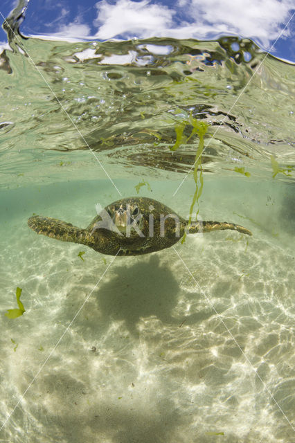 Soepschildpad (Chelonia mydas)