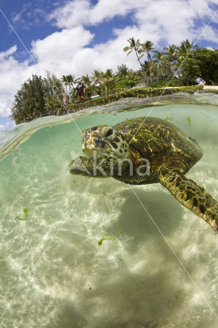 Soepschildpad (Chelonia mydas)