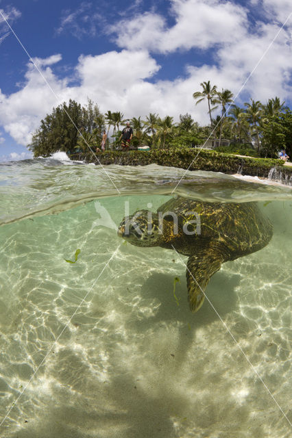 Soepschildpad (Chelonia mydas)