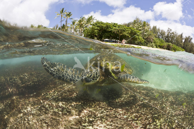 Soepschildpad (Chelonia mydas)