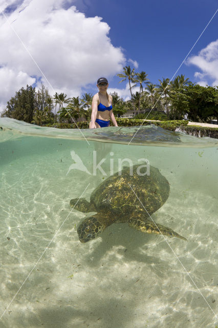 Soepschildpad (Chelonia mydas)