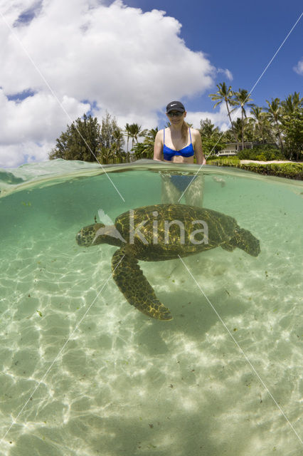 Green Turtle (Chelonia mydas)