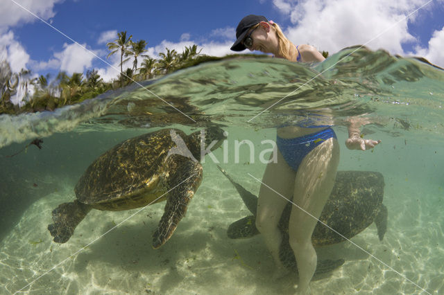 Soepschildpad (Chelonia mydas)