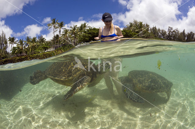 Soepschildpad (Chelonia mydas)