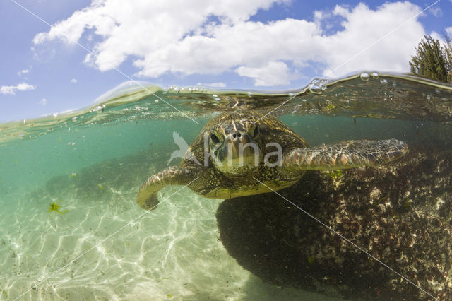 Green Turtle (Chelonia mydas)