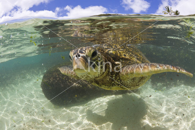 Soepschildpad (Chelonia mydas)