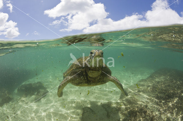 Green Turtle (Chelonia mydas)