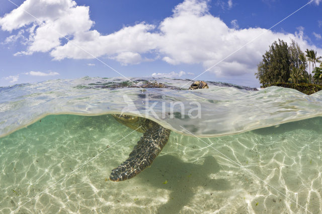 Green Turtle (Chelonia mydas)